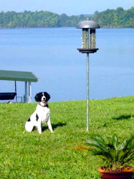 Pepper the Springer Spaniel looks intently at a bird feeder as she patiently watches for birds to fly by