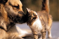 photo of dog and cat