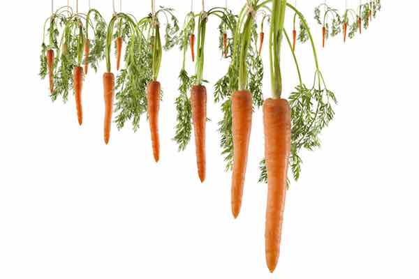 Bunch of lined carrots hanging on strings on a white background as a concept of continuous motivation