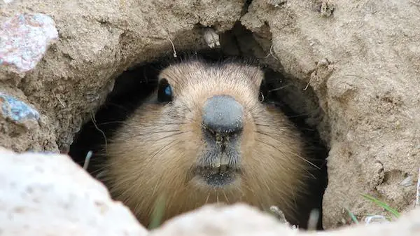 Closeup of a groundhog's face as he emerges from burrowing in his hole