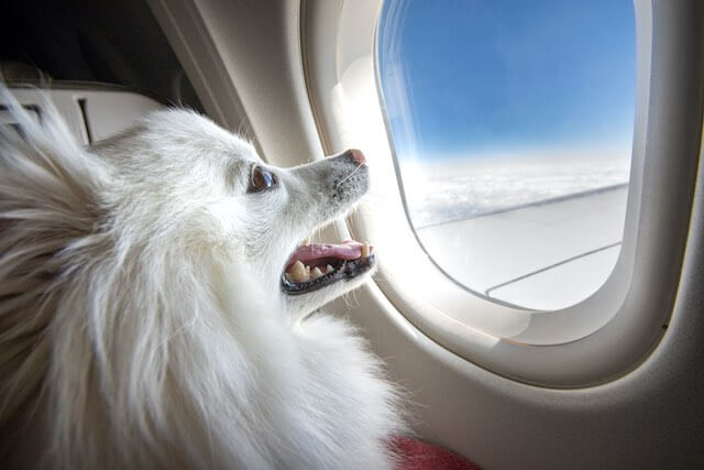 A happy dog looking out the window of an airplane