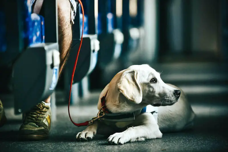 White labrador retriever service dog lying on the floor of a train or airplane next to his owner's feet