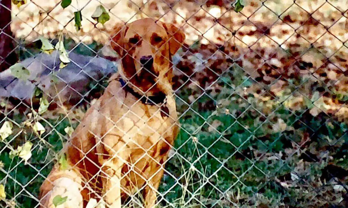 Dog behind a fence